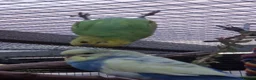 Budgerigars birds for sale: 1 male 1 female budgie £30 each  - Advert 8