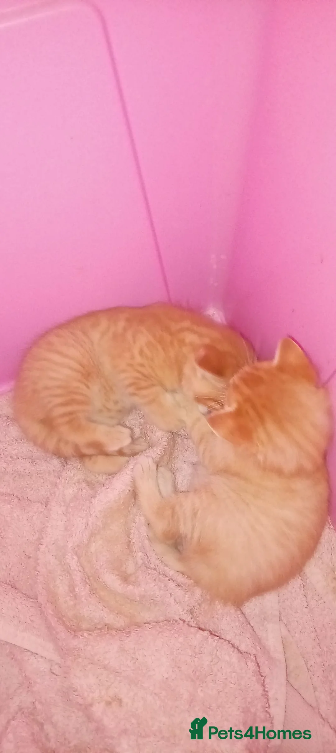 Mixed Breed cats for sale: Two beautiful ginger male kittens  - Advert 6