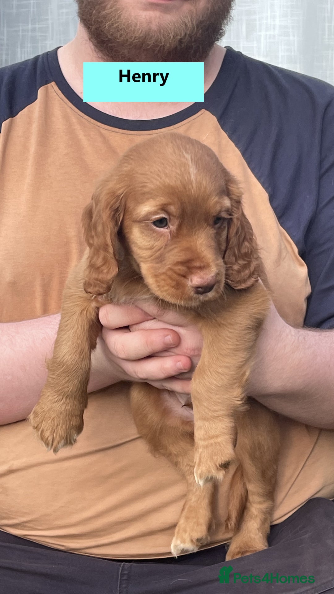 Cocker Spaniel dogs for sale: Stunning Working Cocker Spaniel Puppies - Image 10