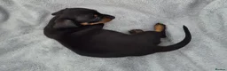 Miniature Dachshund dogs for sale: Stunning KC Reg, PRA Clear dachshund pupies - Advert 4