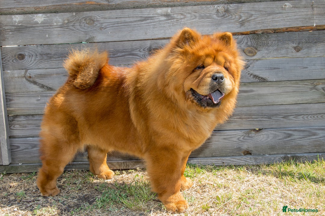 Chow Chow dogs for sale: Beautiful Chow Chow 13 Months Old Full Pedigree - Advert 1