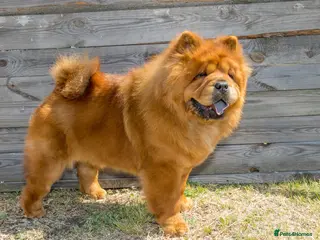 Chow Chow dogs Beautiful Chow Chow 13 Months Old Full Pedigree - Advert 4