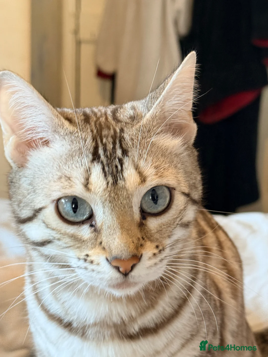 Bengal cats for sale: Tempest Bengal TICA registered kittens  - Advert 1