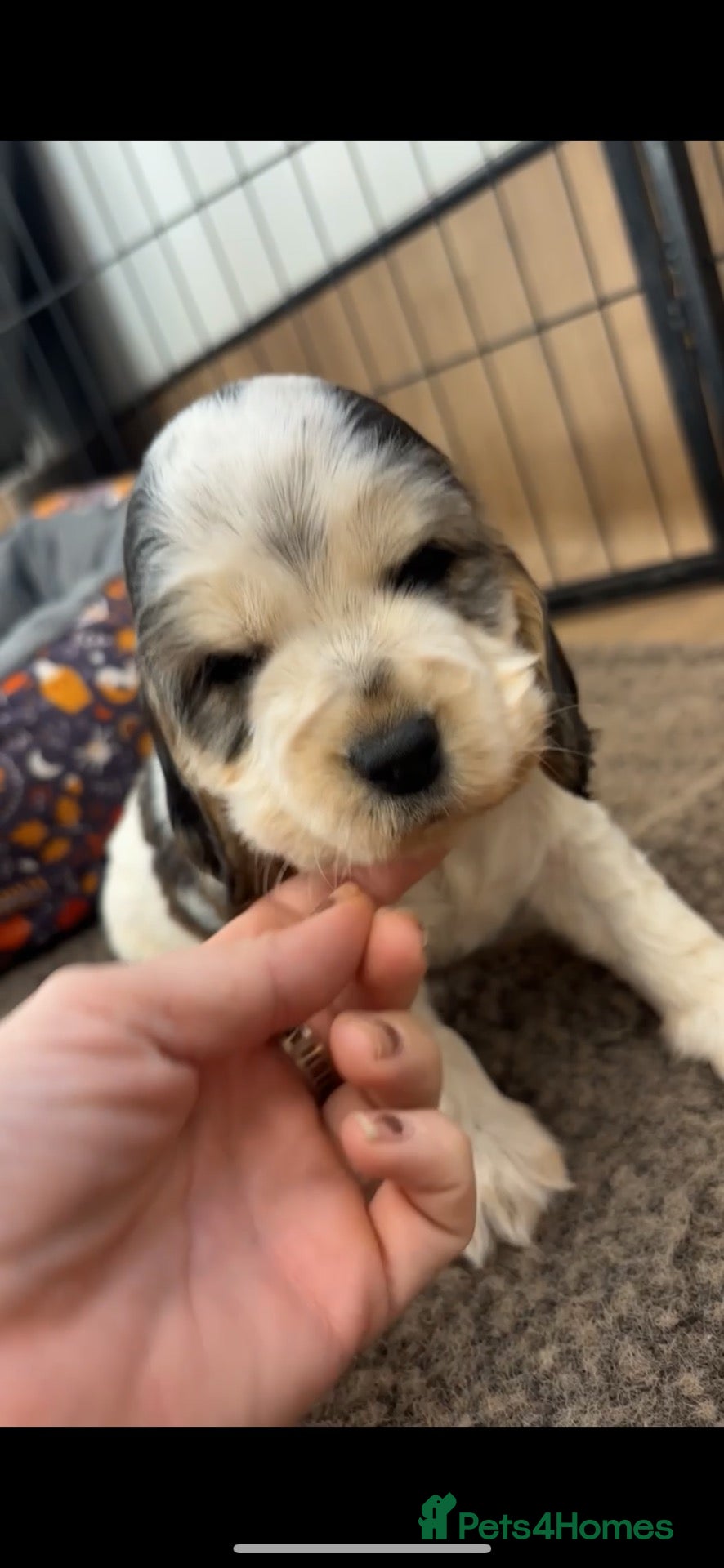 Cocker Spaniel dogs 🤎 KC show cocker spaniels 🤎 - Advert 1