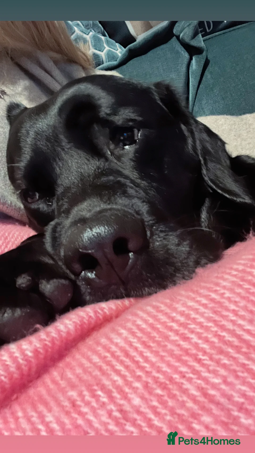 Labrador Retriever dogs for stud: Stud Labrador  - Advert 6