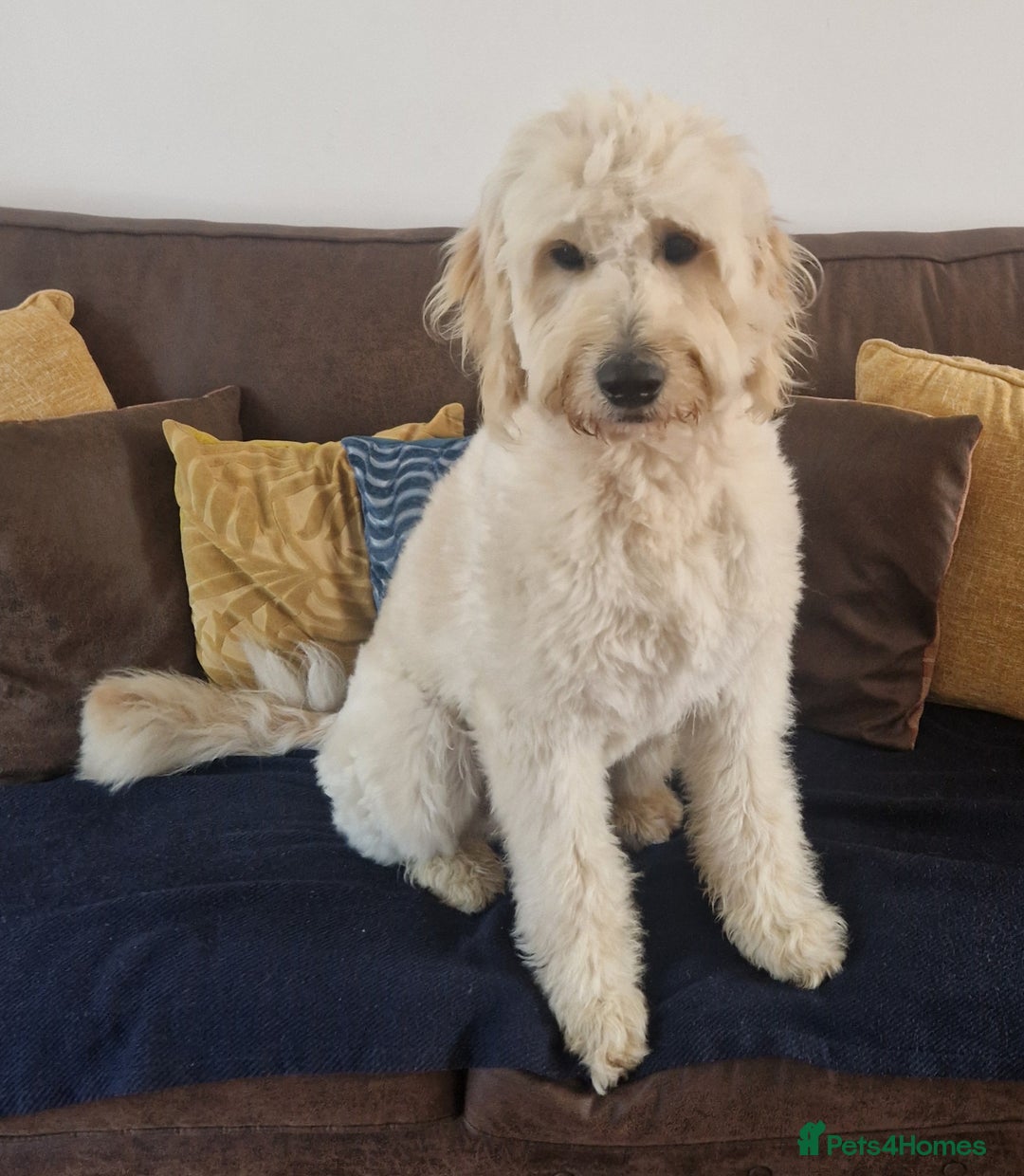 Goldendoodle dogs for stud: Beautiful large goldendoodle for stud - Image 5