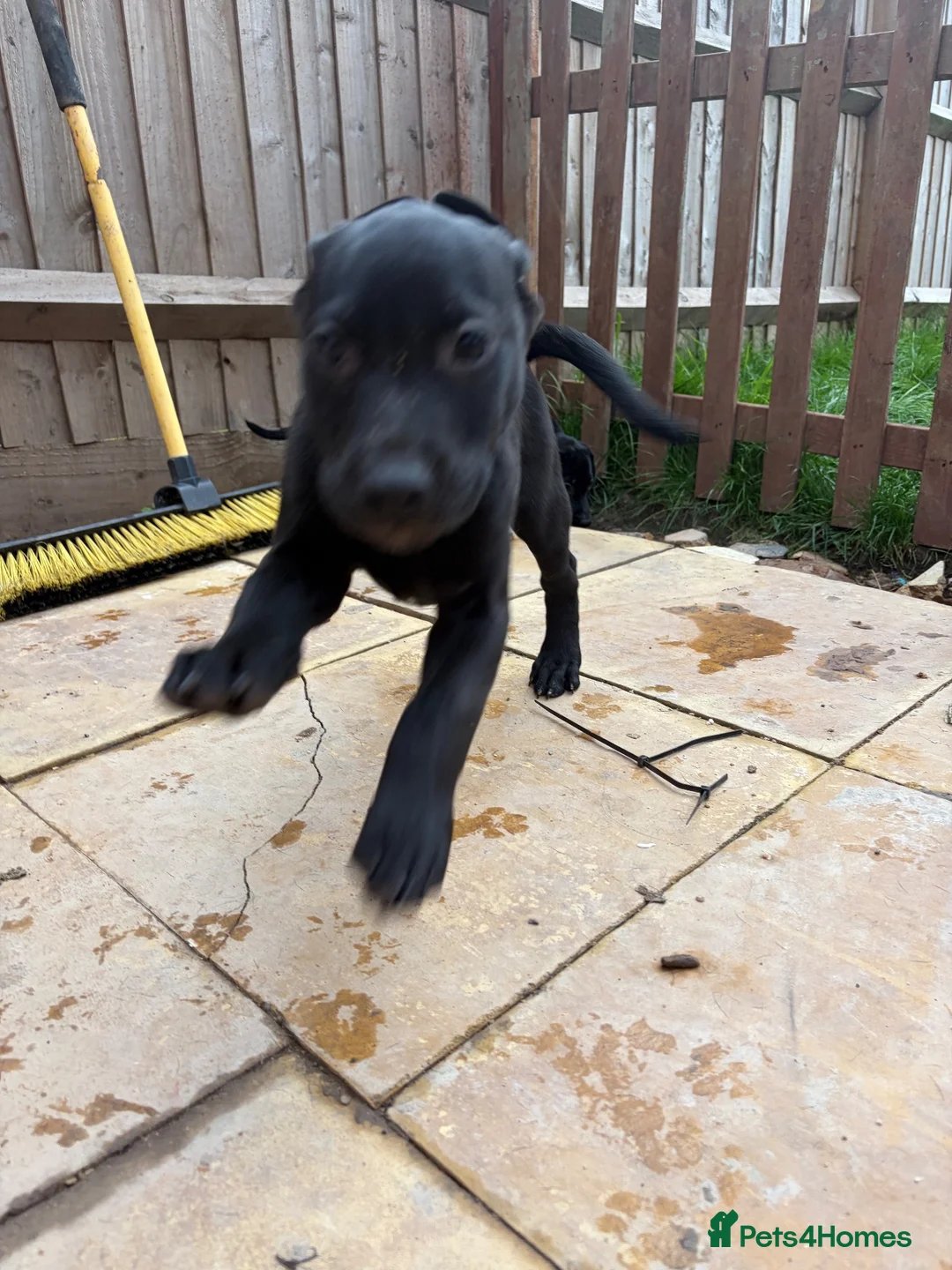 Mixed Breed dogs for sale: Labrador cross puppies  - Advert 15