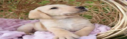Labrador Retriever dogs for sale: * Beautiful Dna clear KC reg Labrador boys* - Advert 4