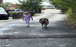 German Shepherd dogs for sale: Family reared GSD pups.  - Image 9