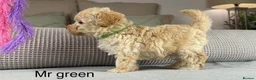 Maltipoo dogs for sale: BEAUTIFUL MALTIPOOS FROM DNA TESTED CLEAR PARENTS  - Advert 15