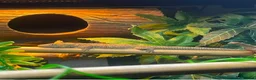 Gecko reptiles for sale: Stunning Female Bauer's Chameleon Gecko - Advert 1