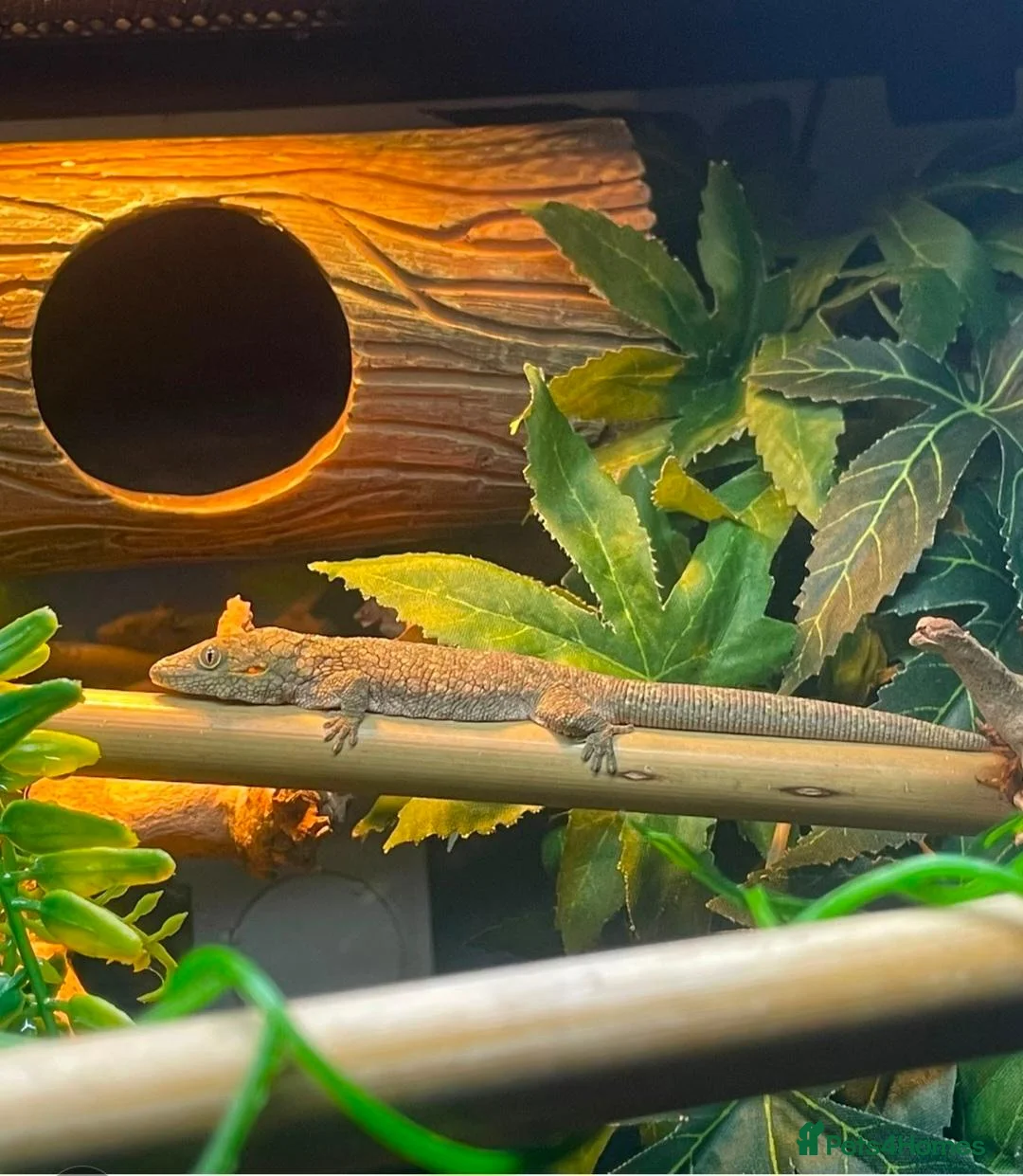 Gecko reptiles for sale: Stunning Female Bauer's Chameleon Gecko - Advert 1