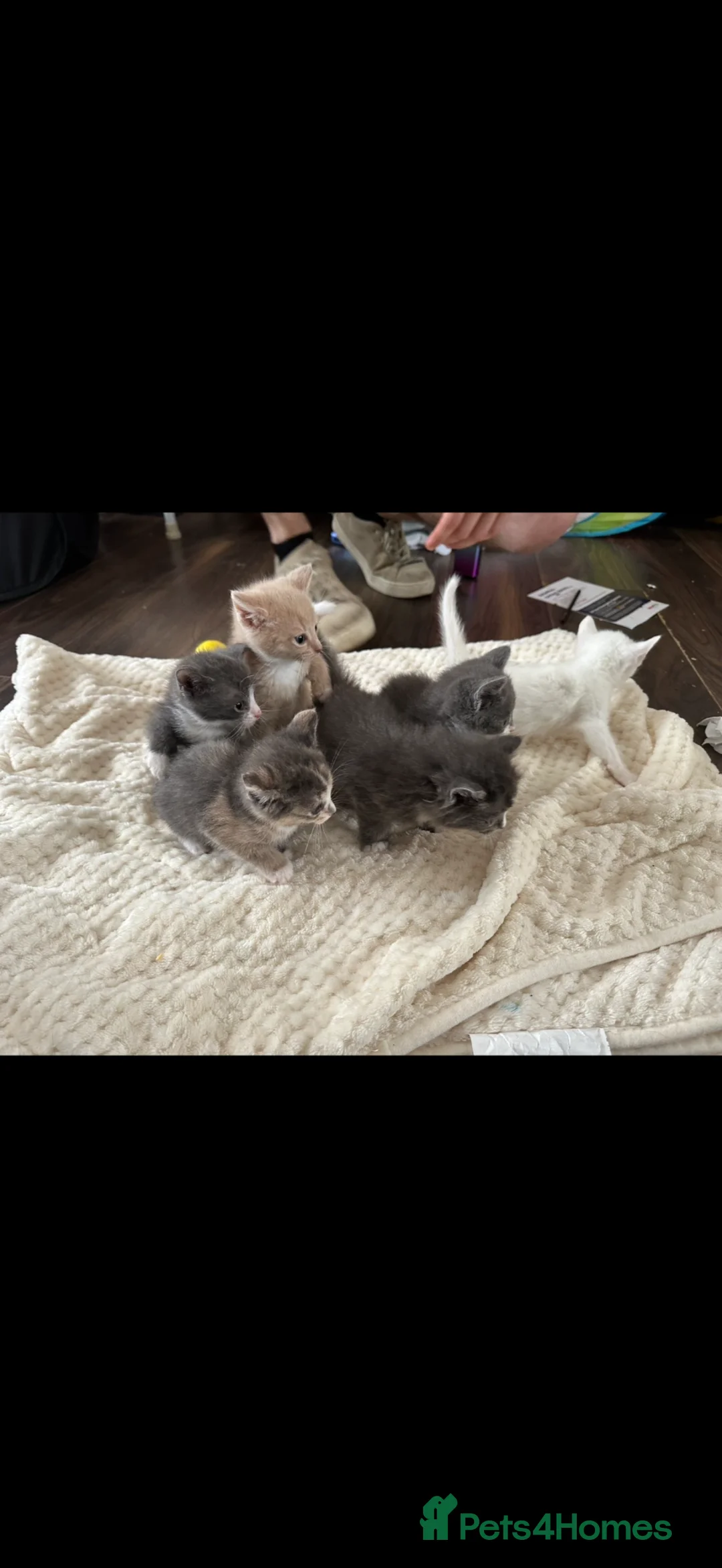 Mixed Breed cats for sale: Adorable kittens 🐈‍⬛ - Advert 2