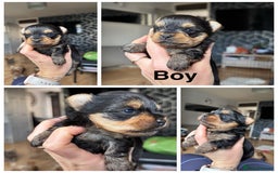 Yorkshire Terrier dogs for sale: Boy and girl -mini Yorkshire terrier  - Image 2