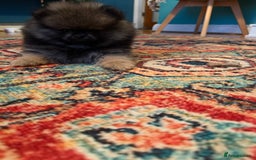 Pomeranian dogs for sale: Xs teddy face Pomeranian  - Image 14