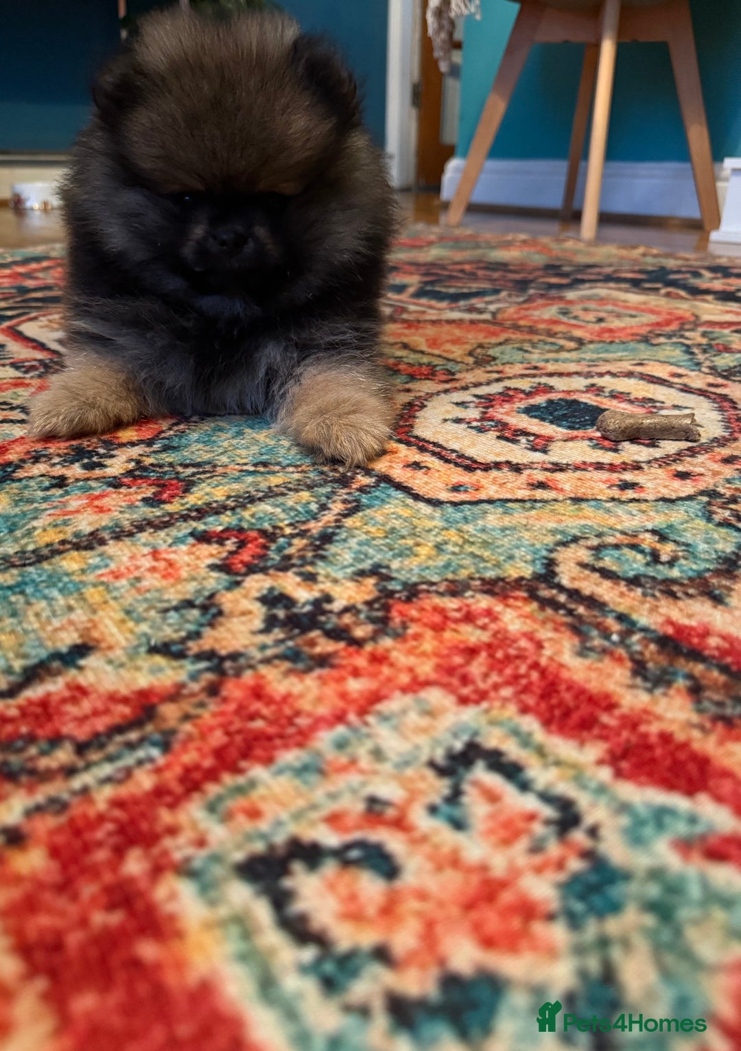 Pomeranian dogs for sale: Xs teddy face Pomeranian  - Image 14