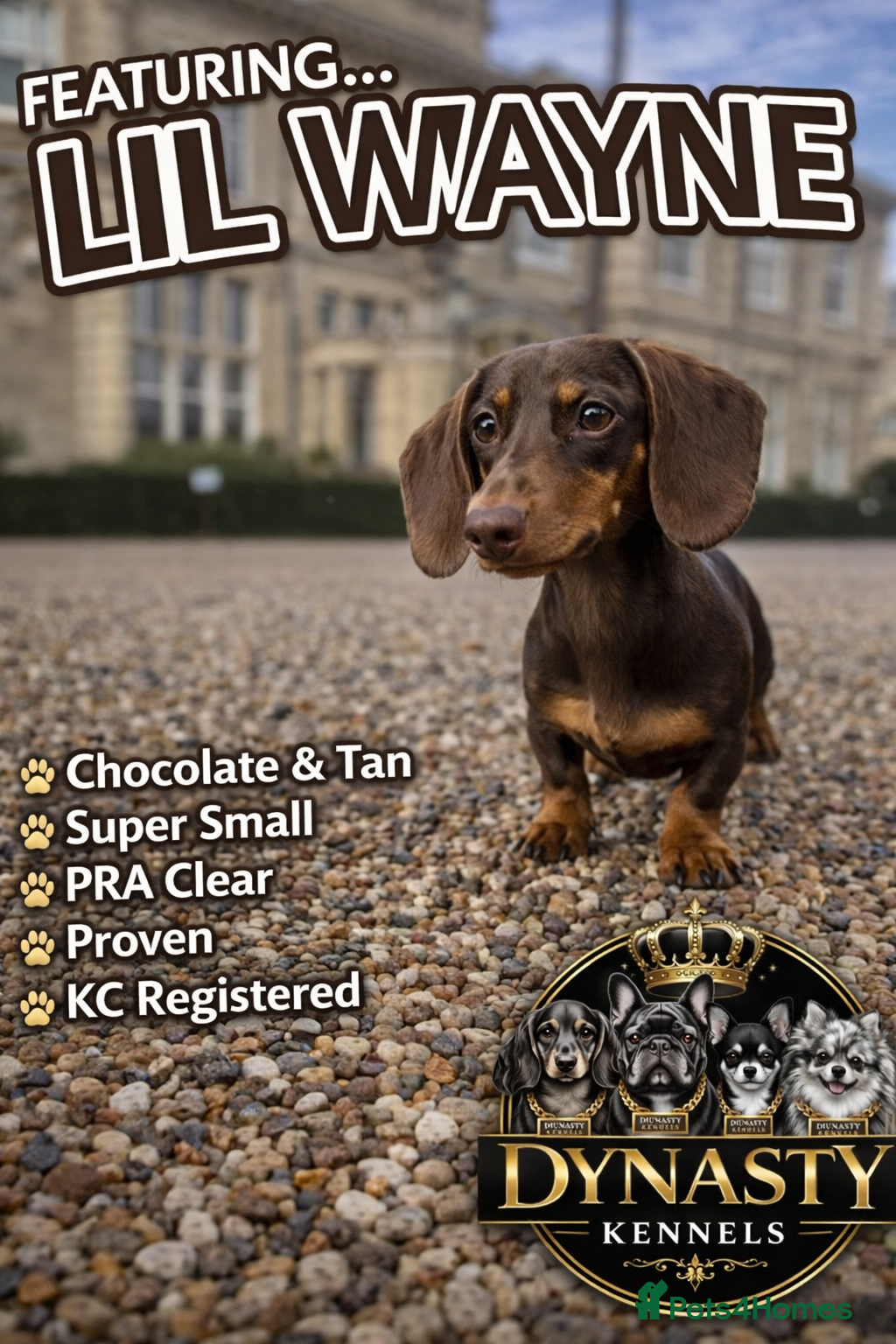 Miniature Dachshund dogs Tiny chocolate and tan miniature dachshund stud - Advert 3