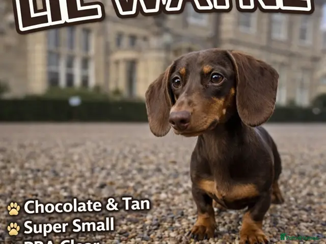 Miniature Dachshund dogs Tiny chocolate and tan miniature dachshund stud - Advert 1