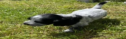 Cocker Spaniel dogs for sale: Two beautiful blue roan puppies available  in Evesham - Advert 11