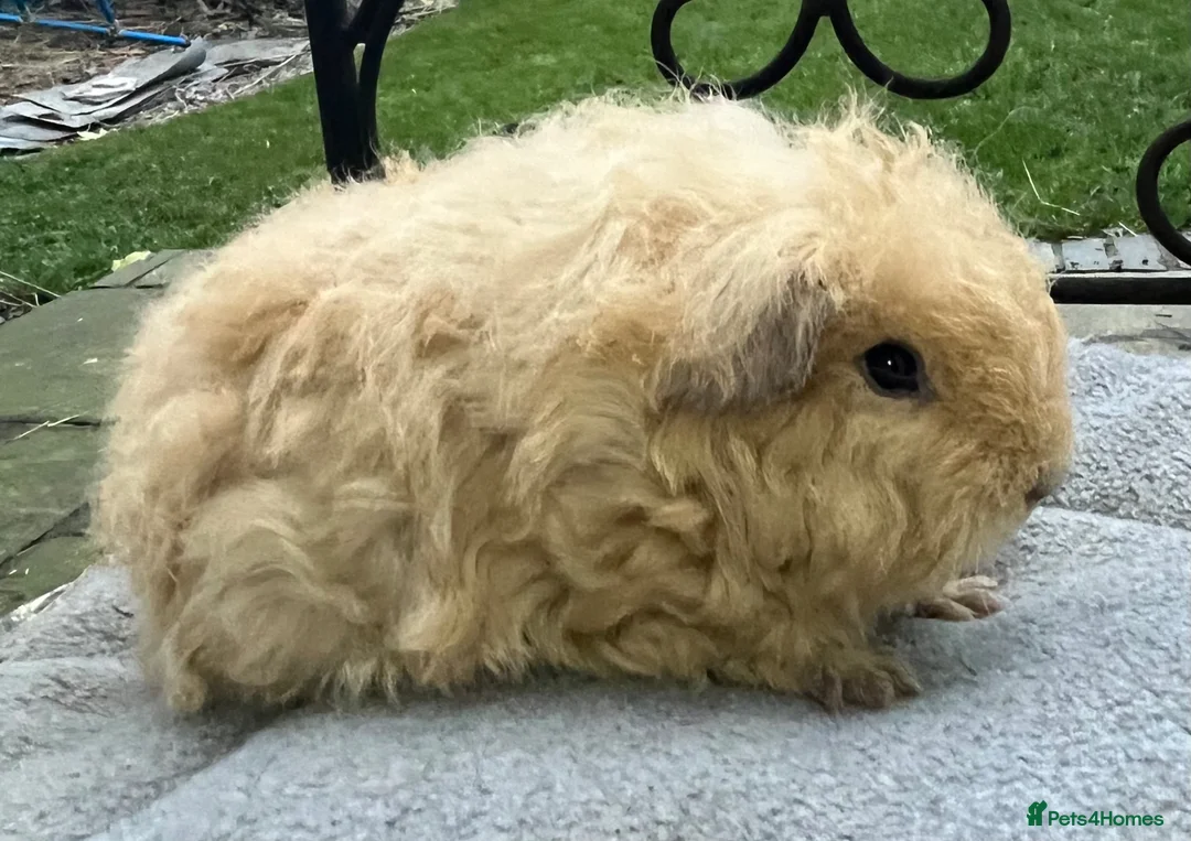 Guinea Pig rodents for sale: Guinea pigs rare Merino, Texel breed.  - Advert 1