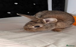 Tan rabbits for sale: Rabbit up for adoption  - Image 6