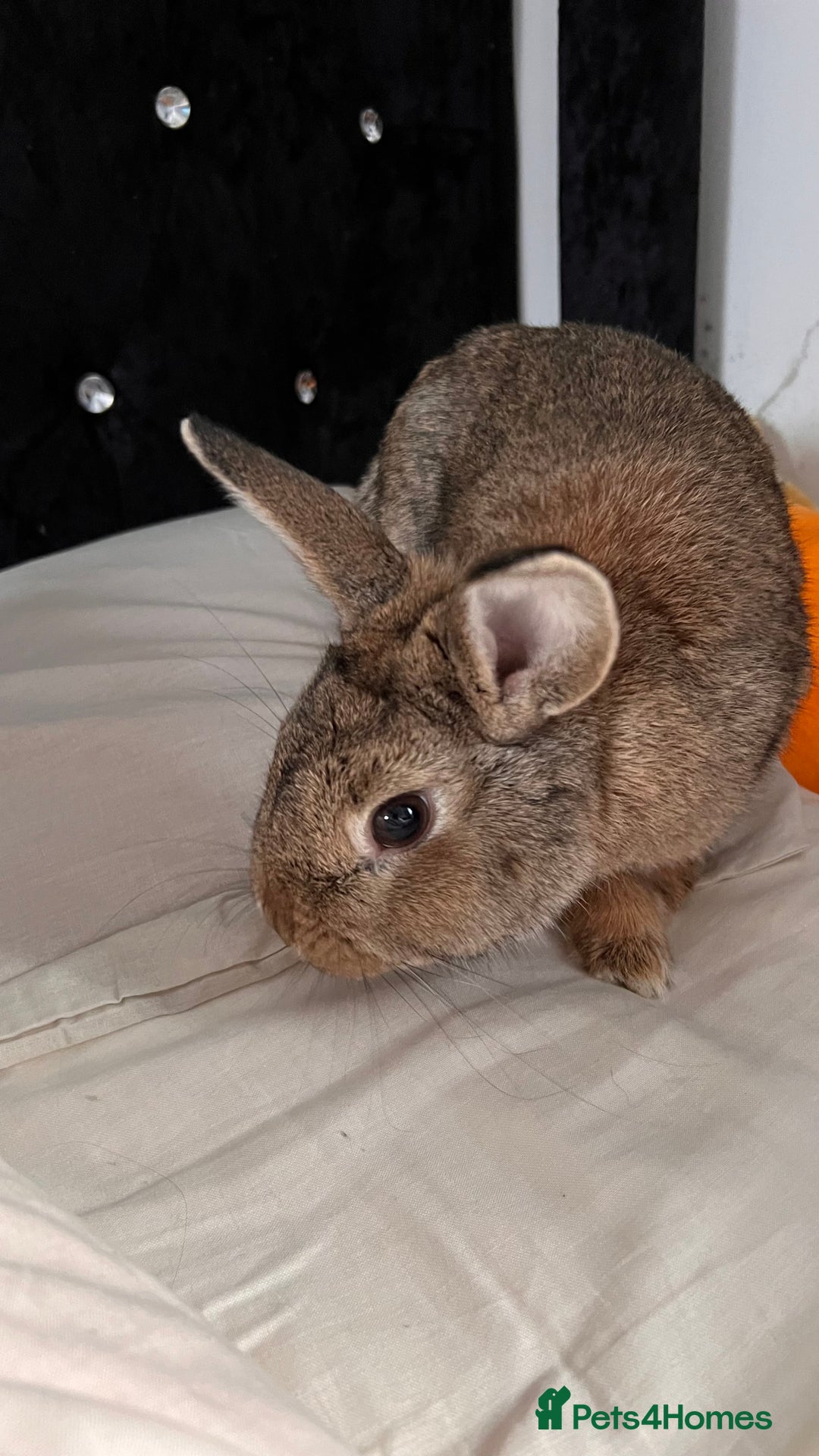 Tan rabbits for sale: Rabbit up for adoption  - Image 6