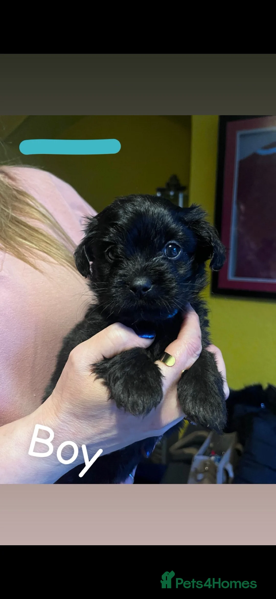 Mixed Breed dogs for sale: Shih Tzu / Jack Russell Hybrid Puppies - Advert 9