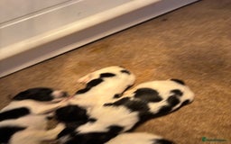 Sprocker dogs for sale: Sprocker puppies  - Image 3