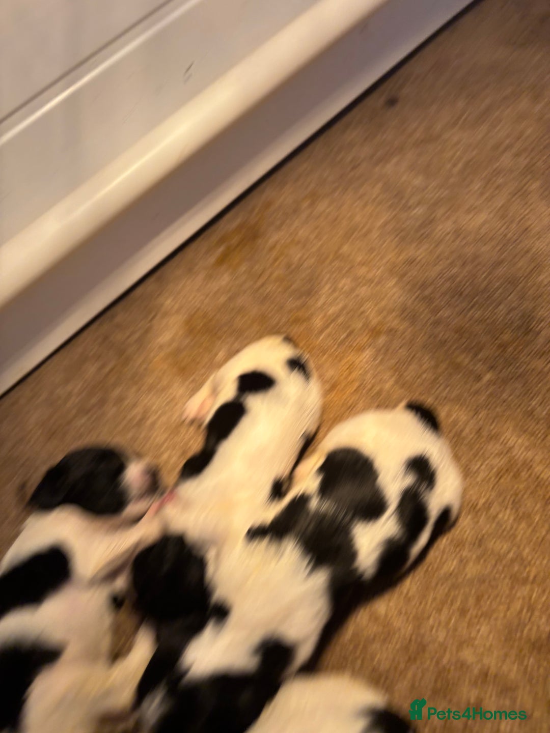 Sprocker dogs for sale: Sprocker puppies  - Image 3