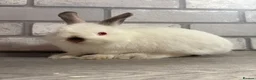 Netherland Dwarf rabbits for sale: Netherland Dwarf Baby Bunny - Advert 3