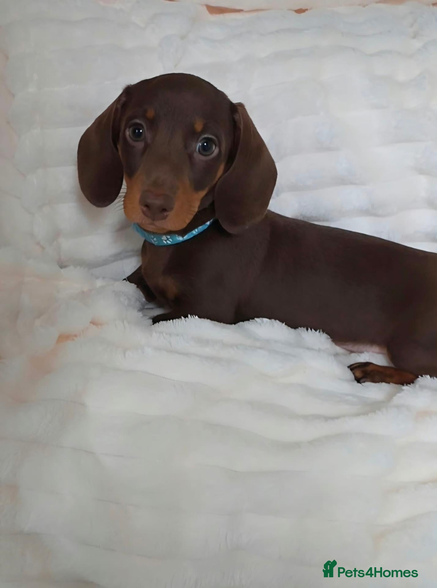 Miniature Dachshund dogs 🐶 READY TODAY🐶 1 little Boy Left  🐶  - Advert 1