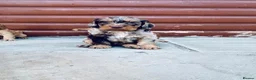 Cocker Spaniel dogs for sale: Stunning cocker spaniel puppies  - Advert 6
