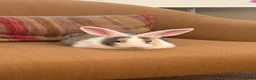 English rabbits for sale: Rabbit for donation in London - Advert 8