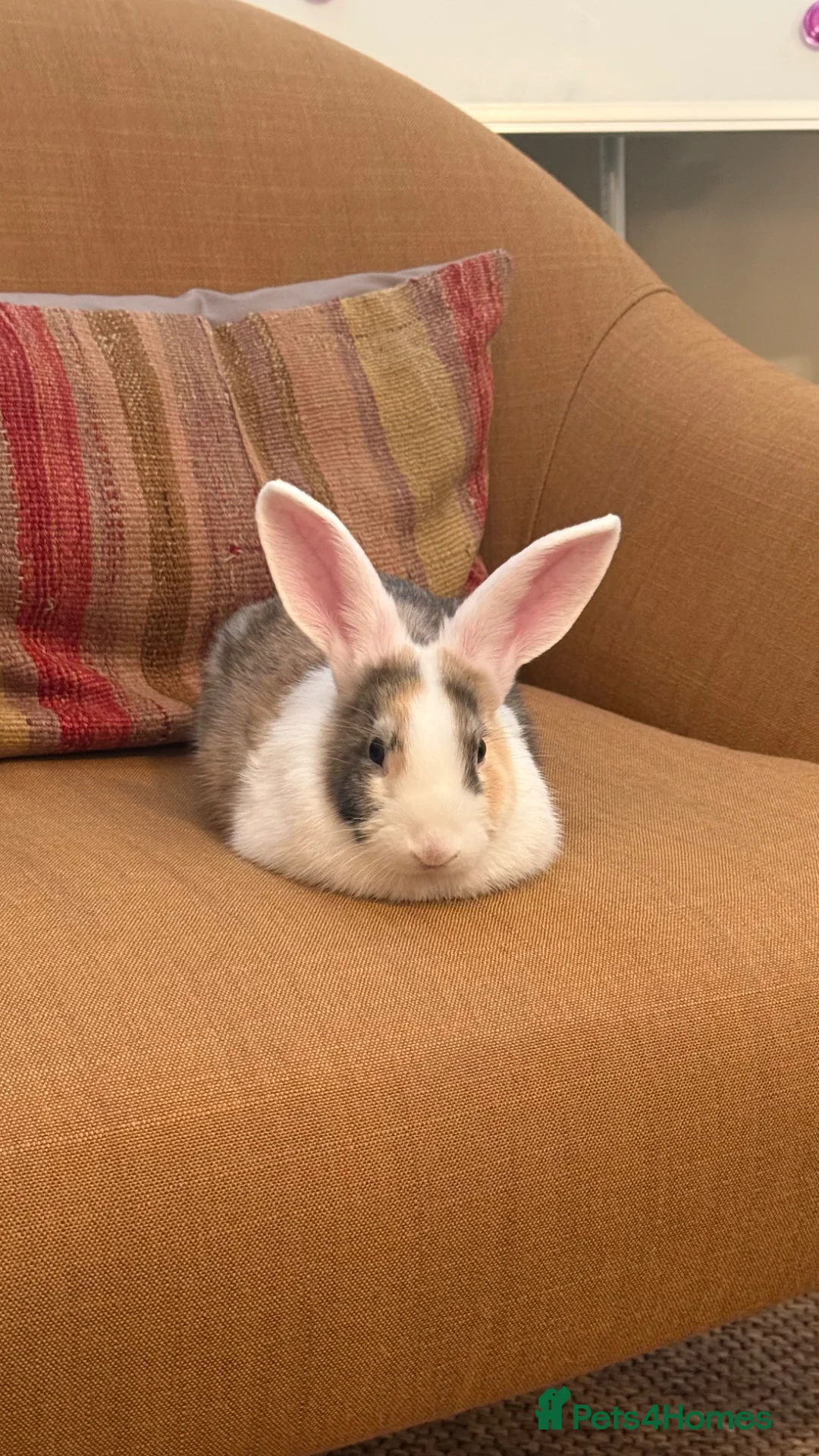 English rabbits for sale: Rabbit for donation in London - Advert 8