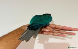 Conures birds for sale: Conure - Image 5