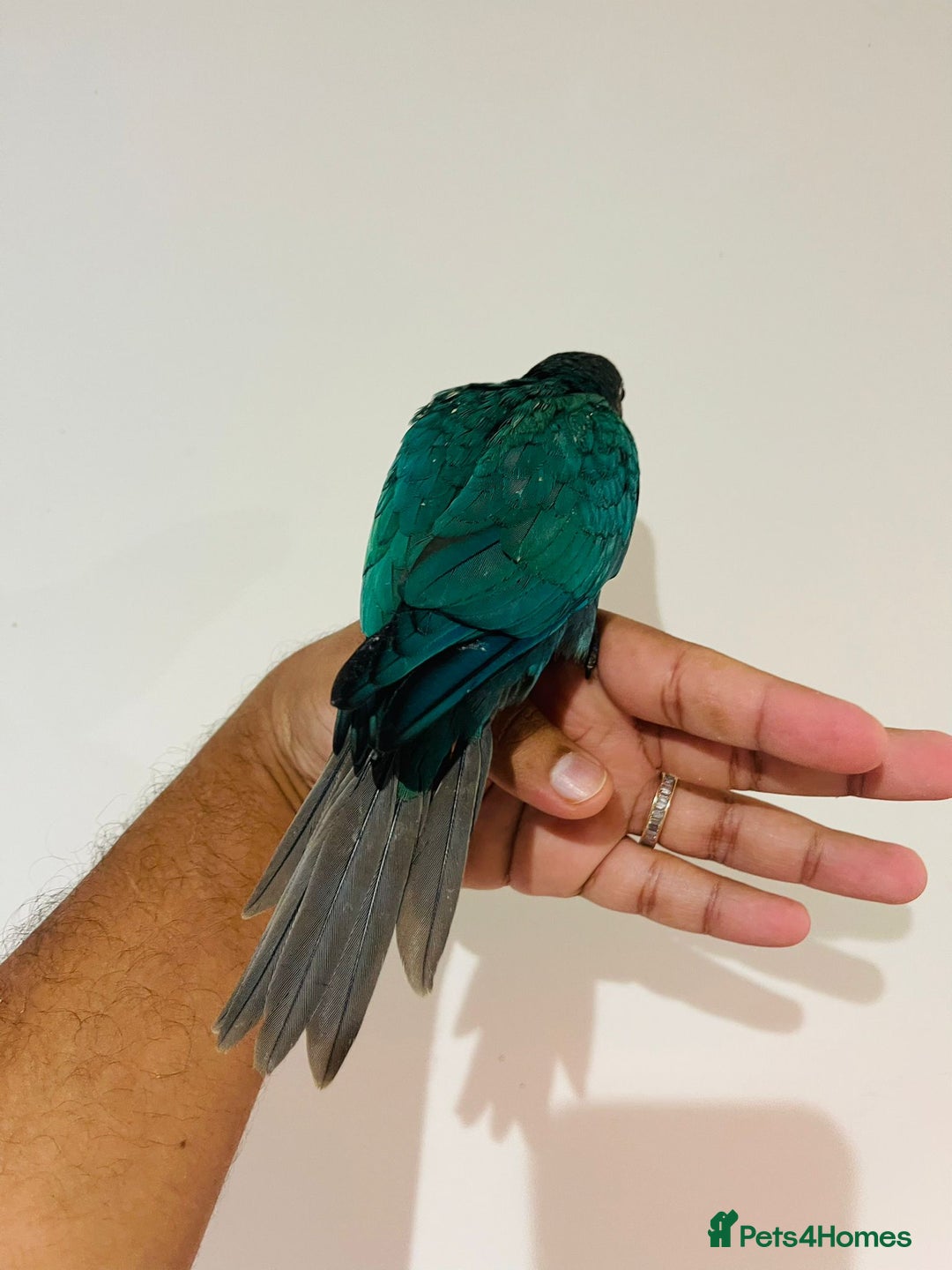 Conures birds for sale: Conure - Image 5