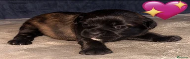 Frug 5