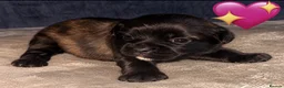 Frug dogs for sale: 6 beautiful Frug Puppies  - Advert 2