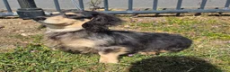 Miniature Dachshund dogs for sale: Stunning KC Long hair daxi. 5* breeders  - Advert 5