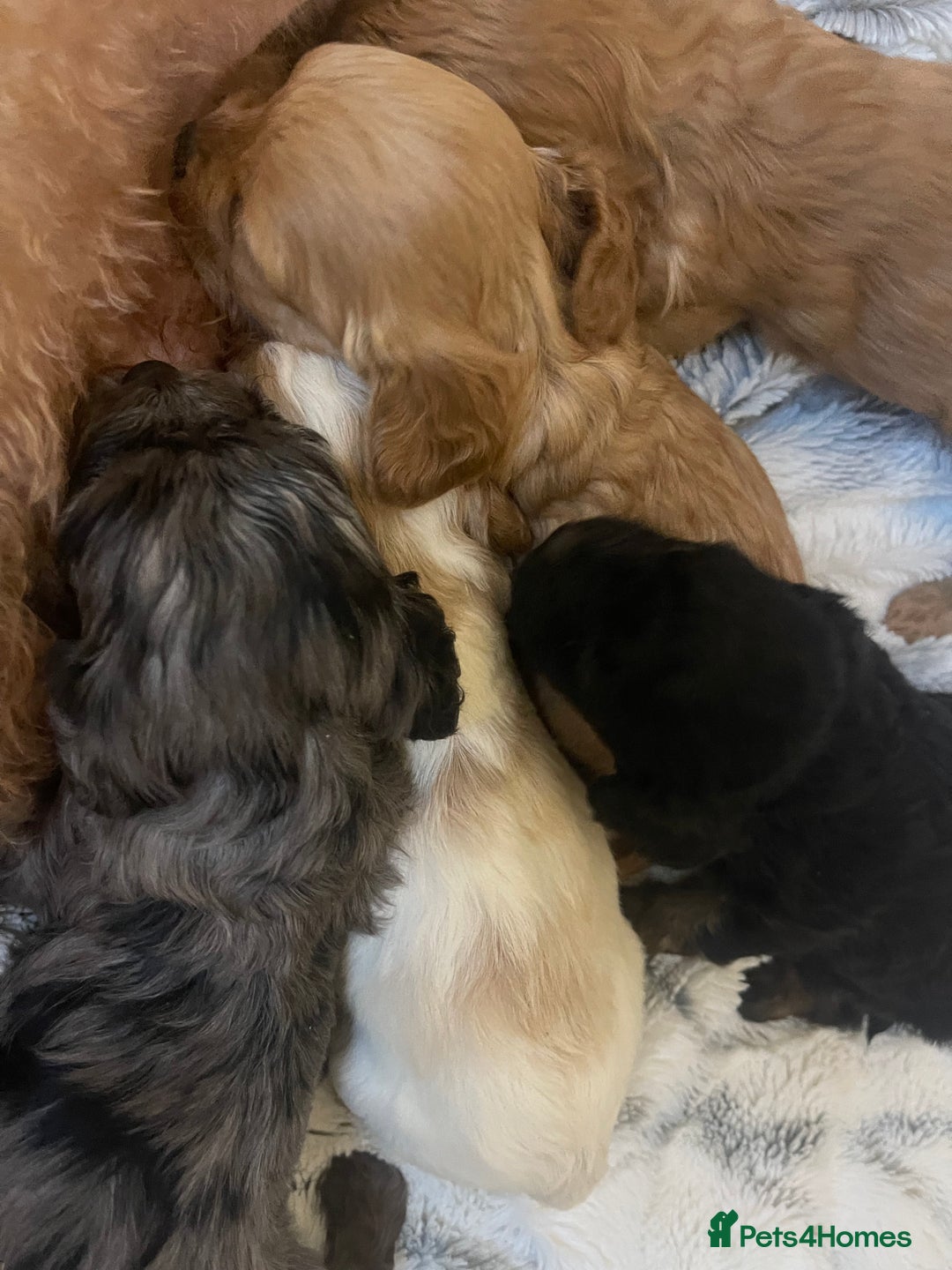 Cavapoo dogs for sale: STUNNING DNA TESTED CAVAPOOS - Image 9