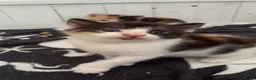 Mixed Breed cats for sale: Kittens  - Advert 6