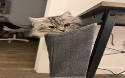Persian cats for sale: Hello kitty - Image 3