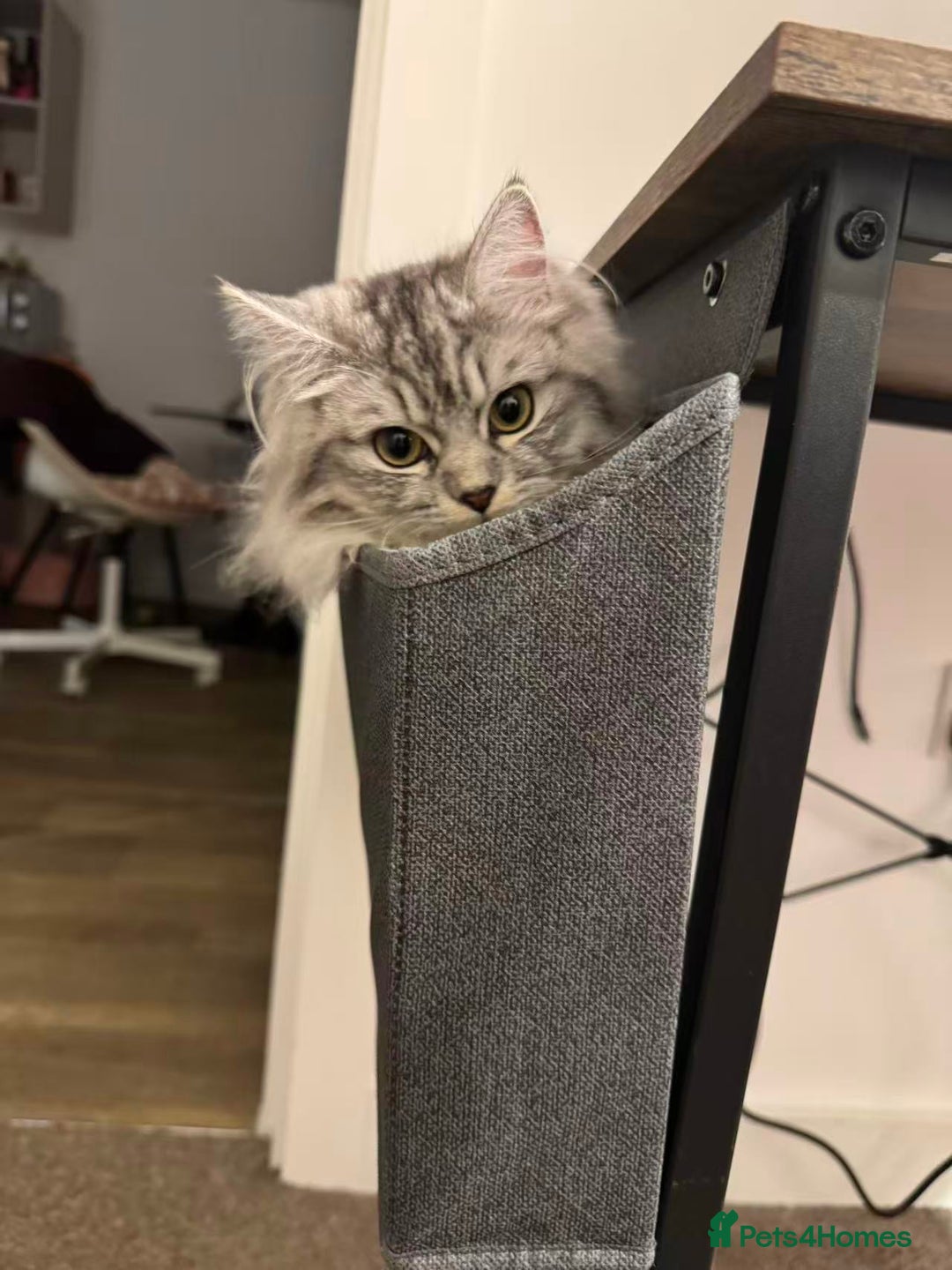 Persian cats for sale: Hello kitty - Image 3
