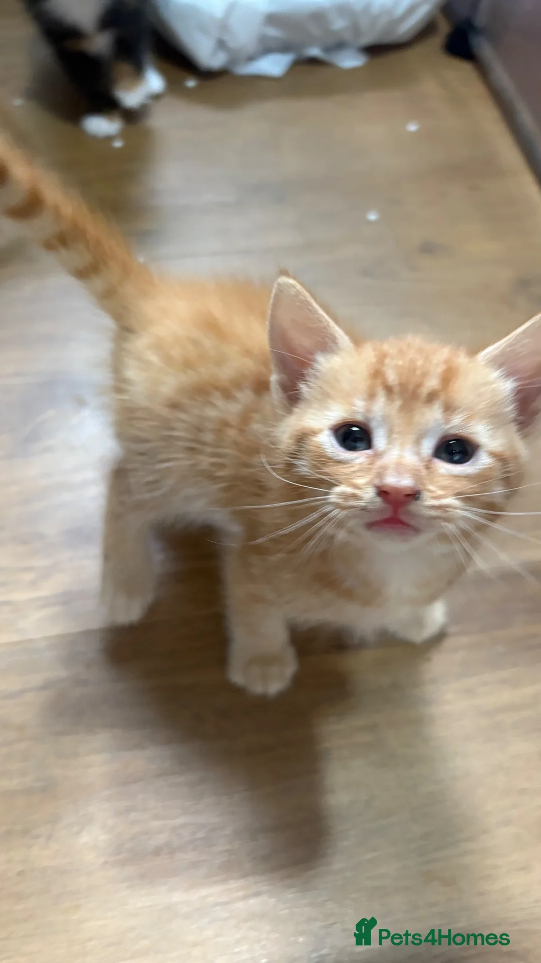 Mixed Breed cats for sale: Bengal cross kittens  - Advert 1