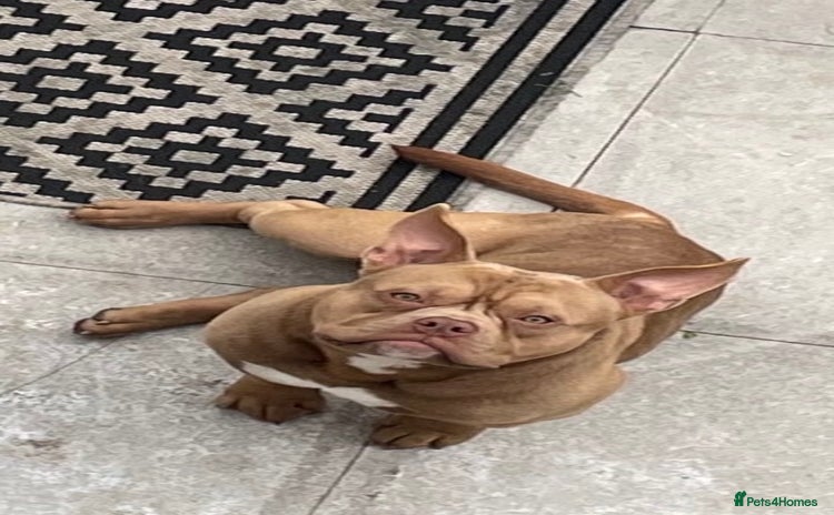 American Bully dogs - Advert 1
