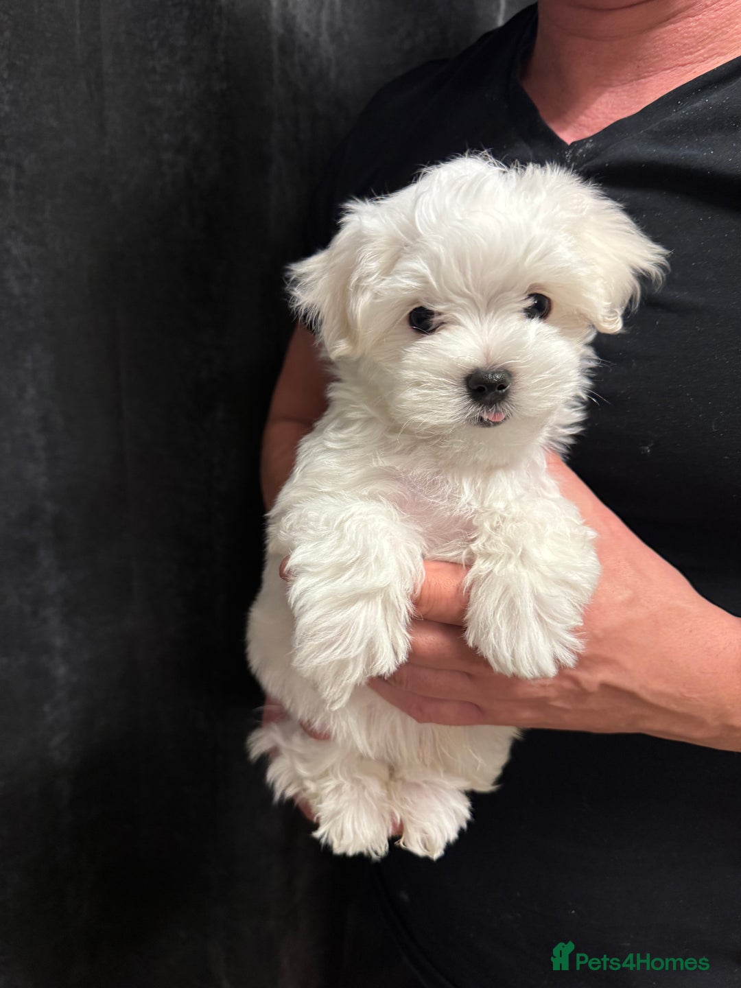 Maltese dogs for sale: **READY NOW** Full Maltese Boy Puppy’s  - Image 2