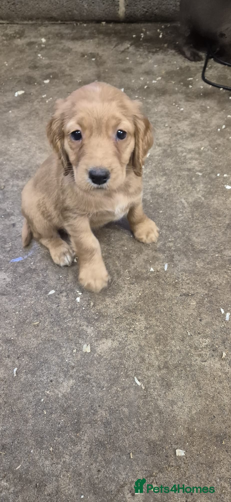 Cocker Spaniel dogs Stunning FTC Kc registered, Cocker spaniel puppies - Advert 6