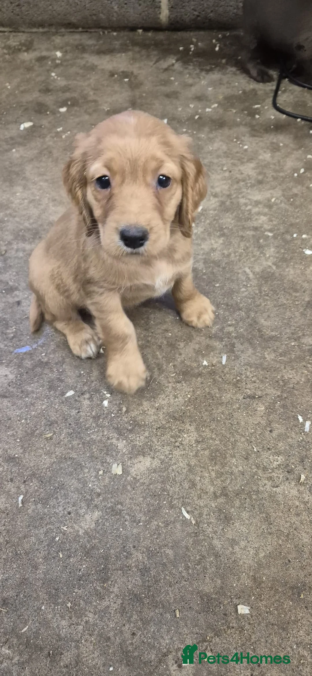 Cocker Spaniel dogs for sale: Stunning FTC Kc registered, Cocker spaniel puppies - Advert 2