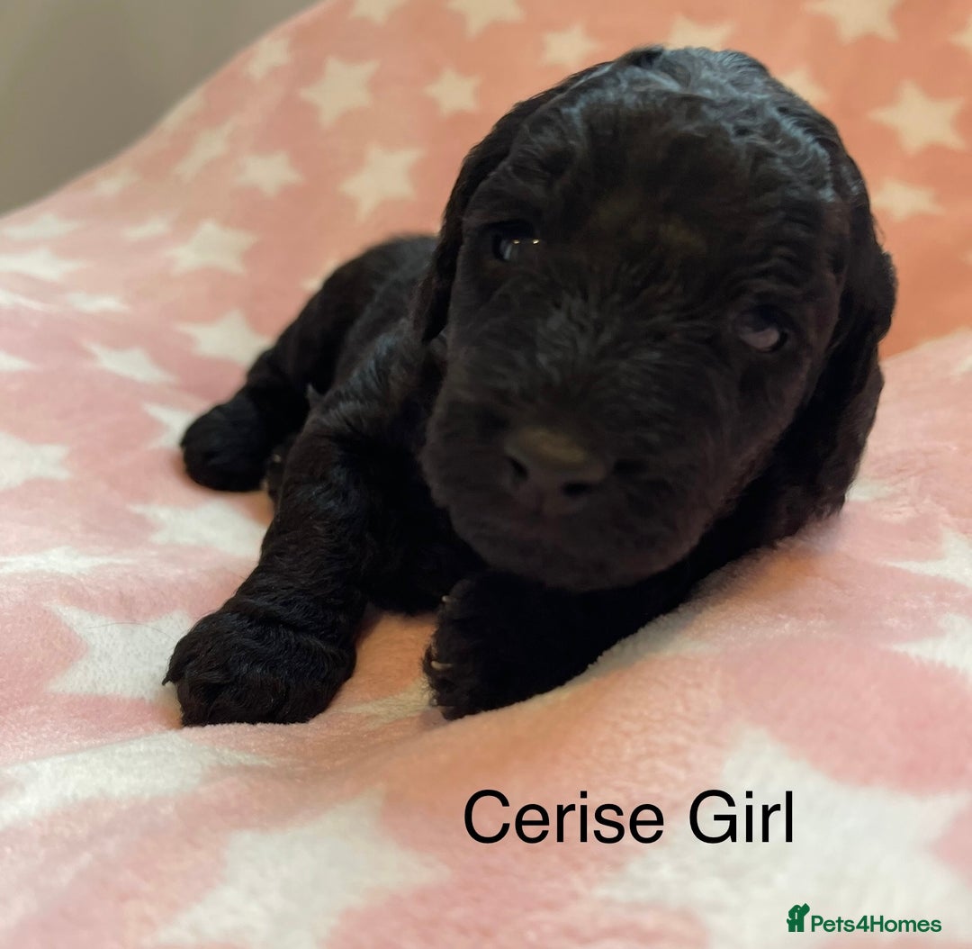 Cockapoo dogs for sale: Stunning F2 Cockapoo puppies fully DNA tested  - Image 4