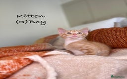 Mixed Breed cats for sale: Stunning kittens 8 weeks old ready now  - Image 10